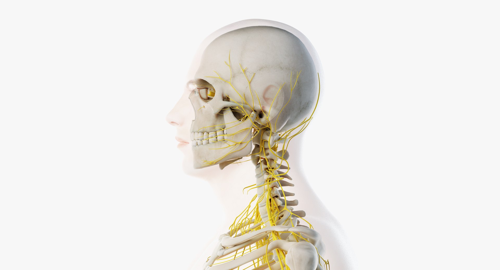 Male skin skeleton nerves 3D model - TurboSquid 1391277