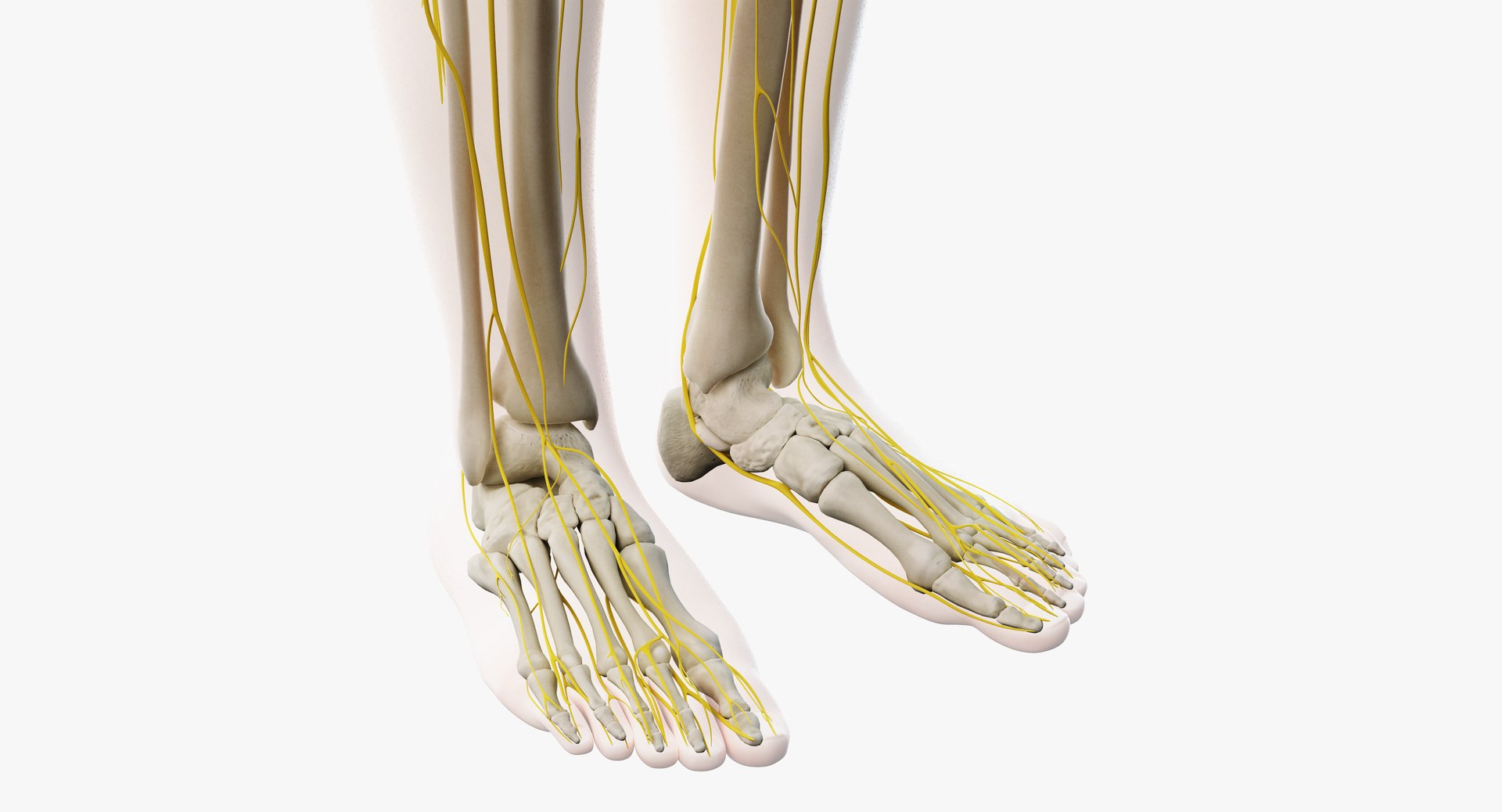 Male Skin Skeleton Nerves 3D Model - TurboSquid 1391277