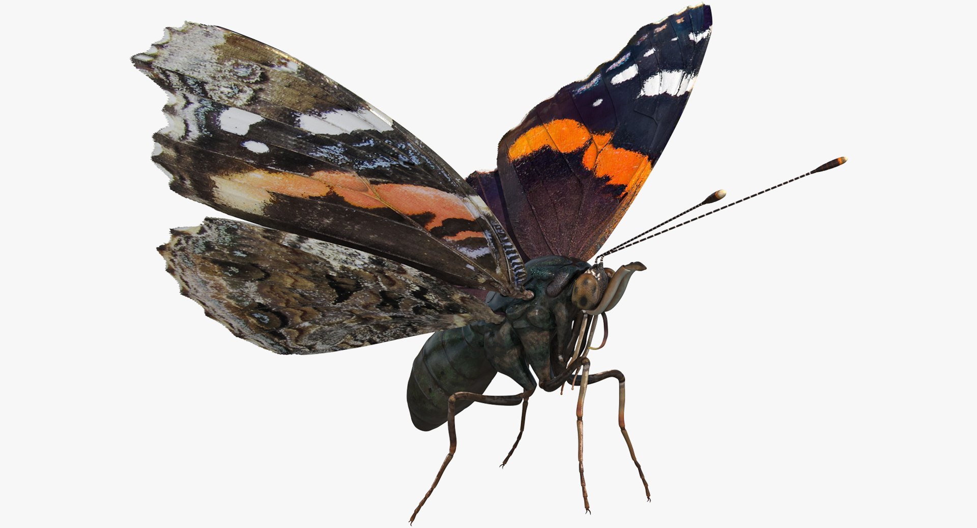 Red Admiral Butterfly Flying Pose 3D model preview
