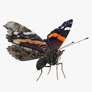 3D red admiral butterfly flying