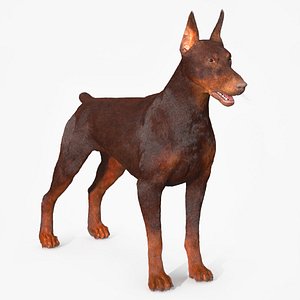 3D Brown Doberman Pinscher Fur model