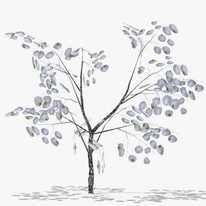 3D quince winter