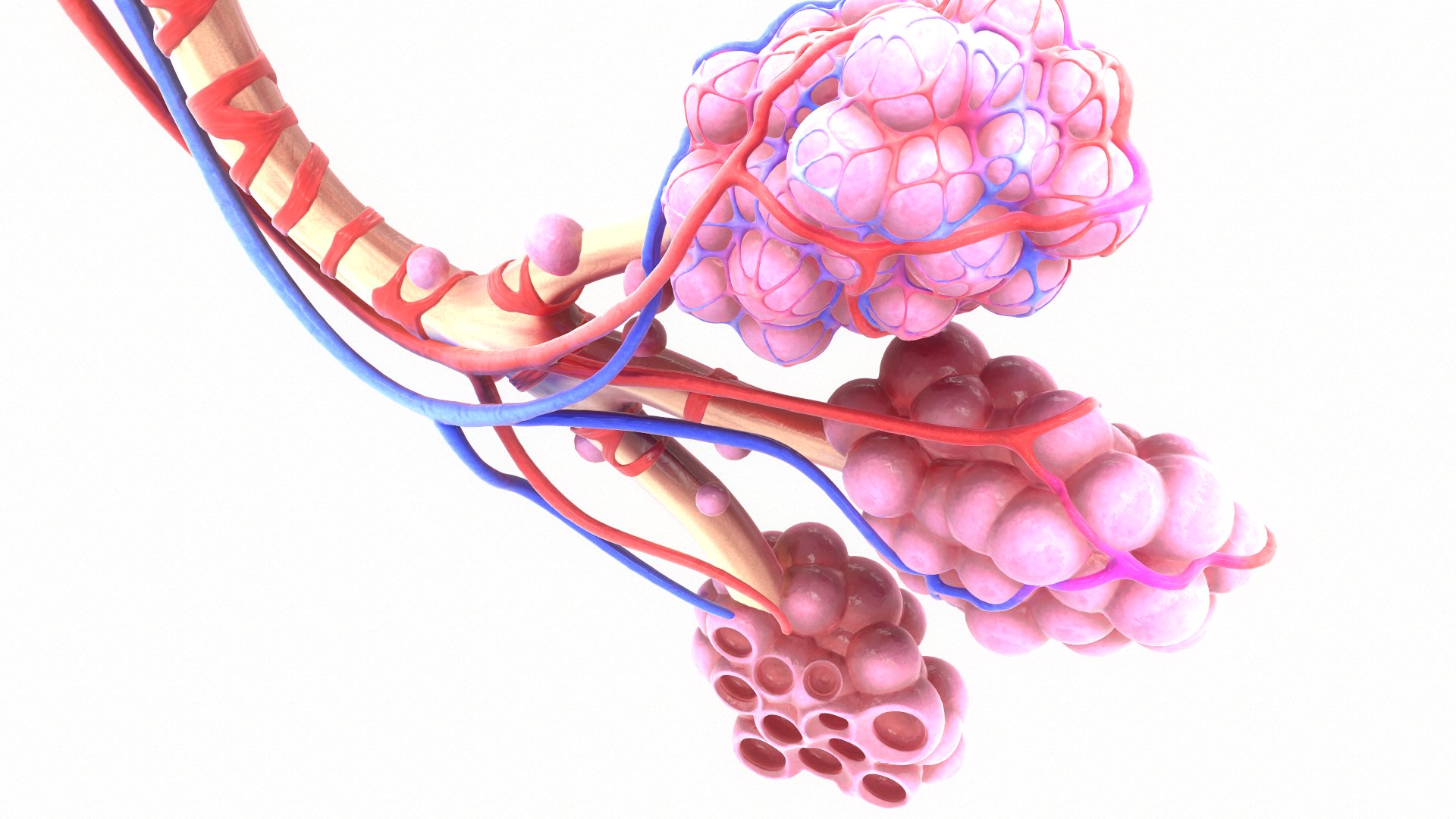 3D Realistic Human Bronchi Alveoli Model - TurboSquid 1499686