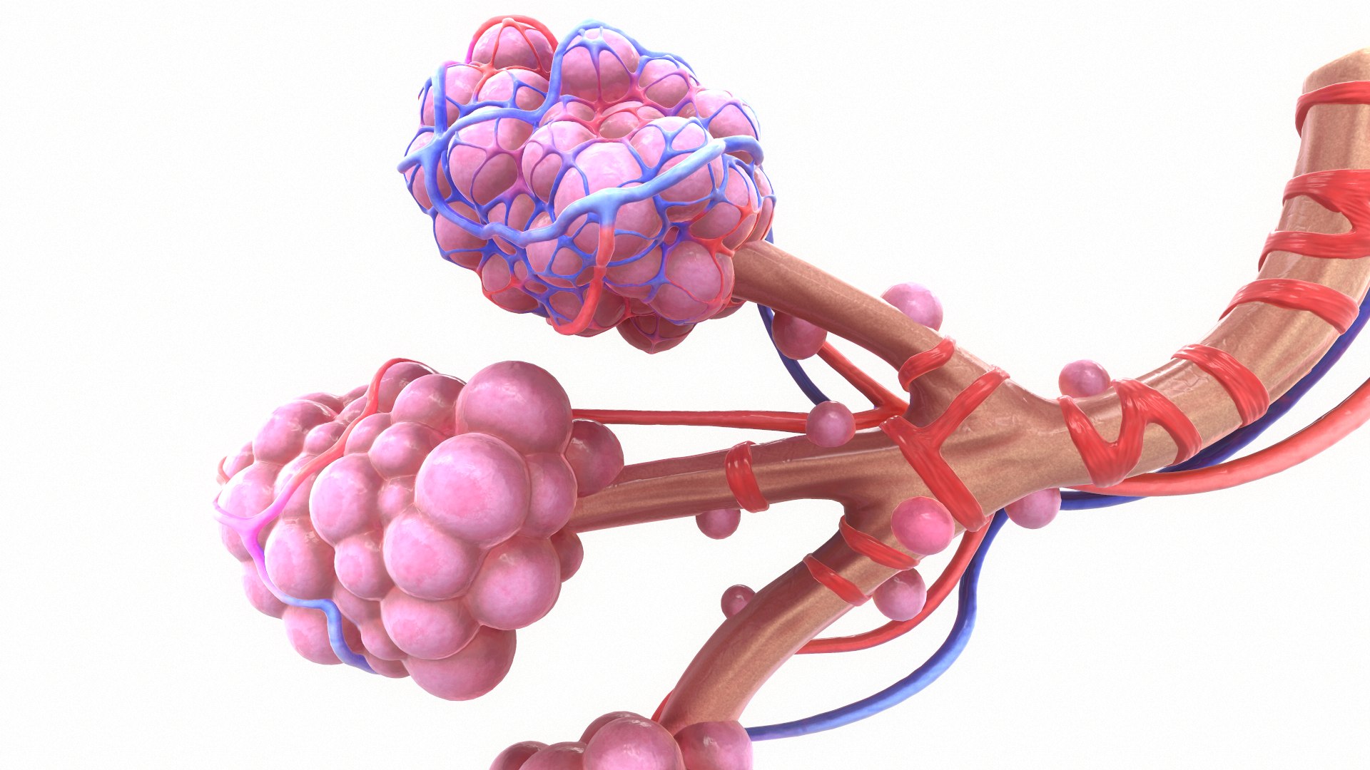 3D Realistic Human Bronchi Alveoli Model - TurboSquid 1499686