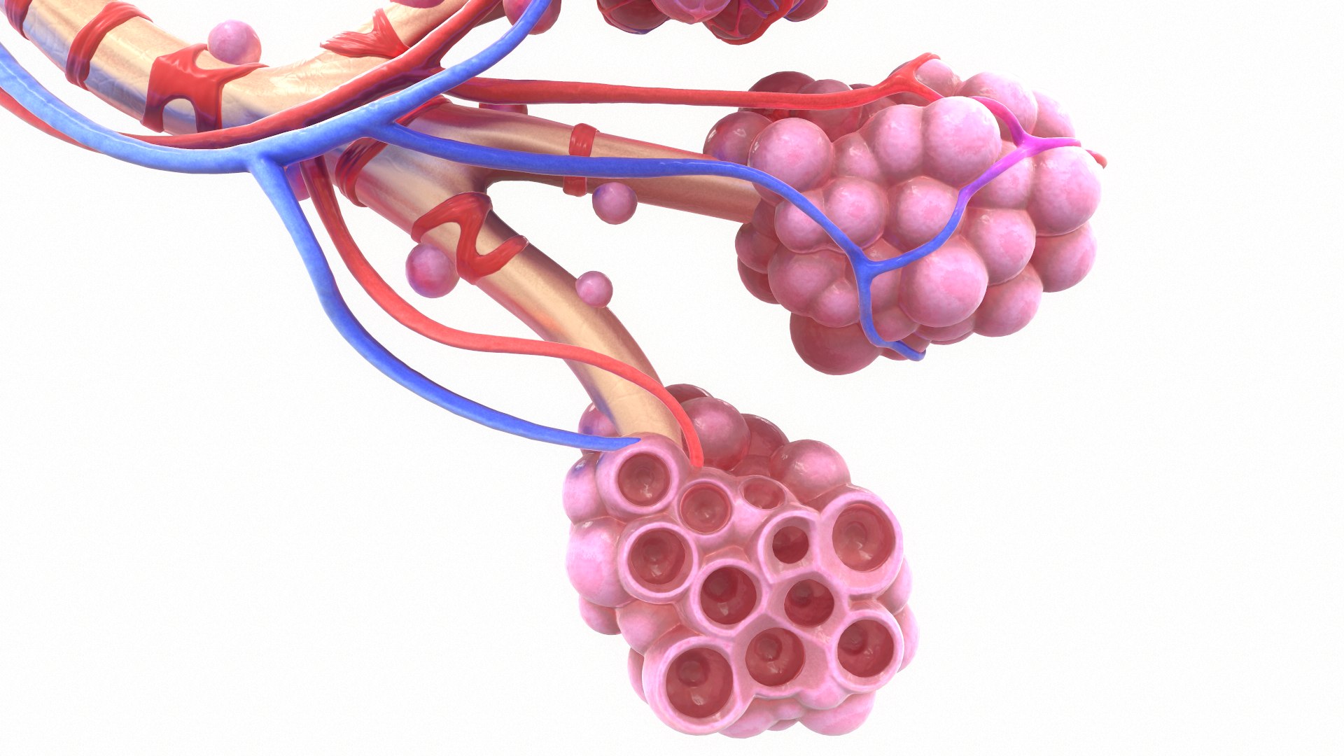 3D Realistic Human Bronchi Alveoli Model - TurboSquid 1499686