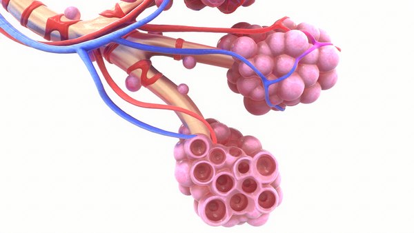 3D realistic human bronchi alveoli model - TurboSquid 1499686