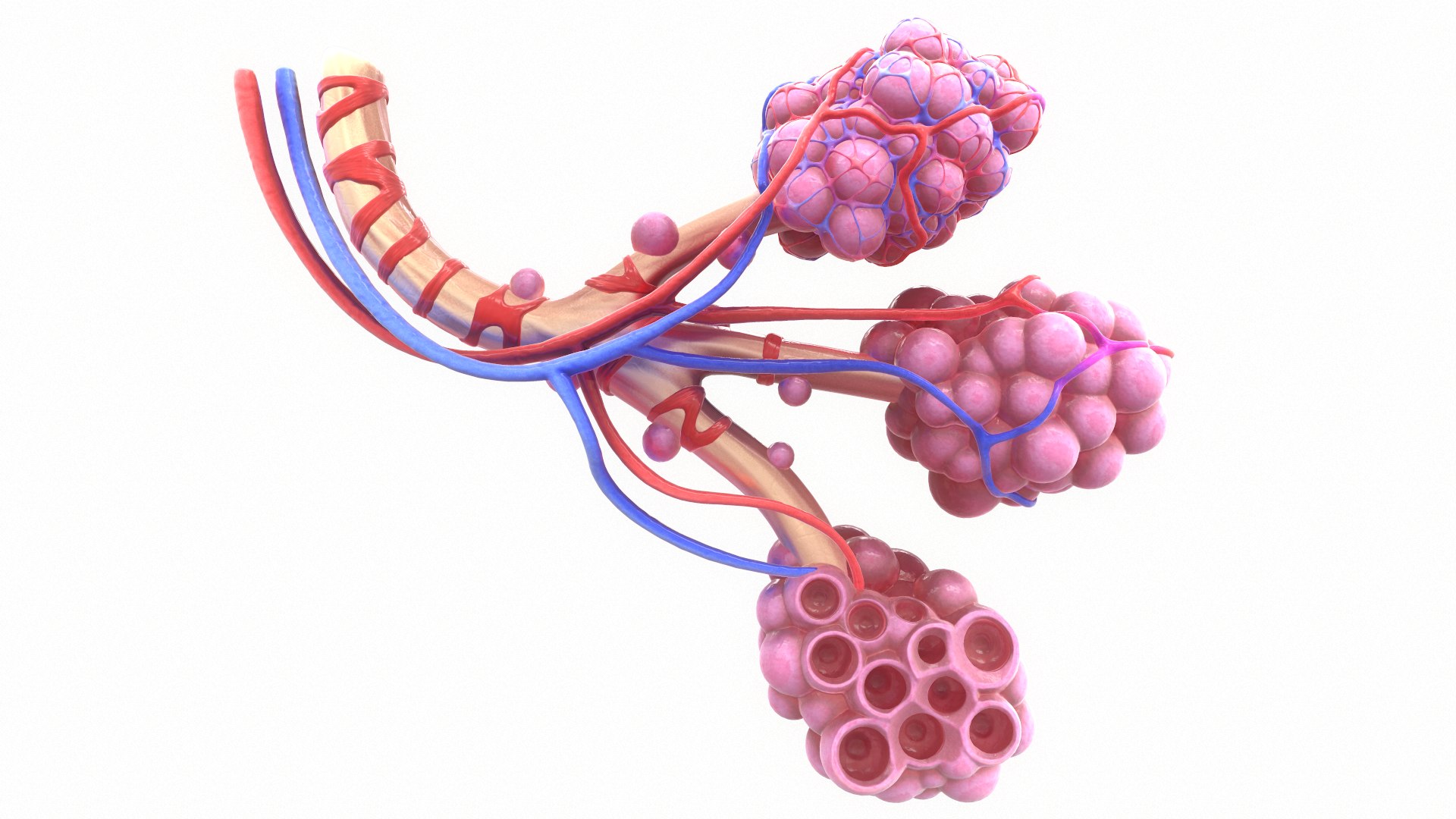 3D Realistic Human Bronchi Alveoli Model - TurboSquid 1499686