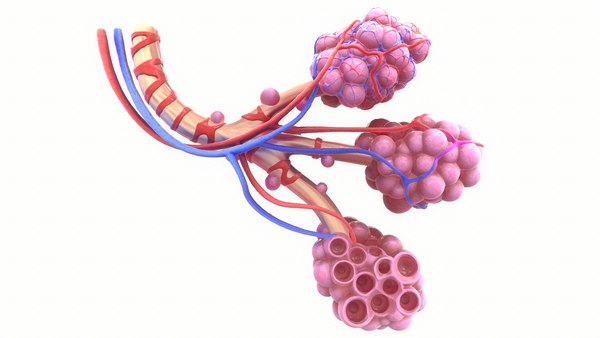 anatomia dei bronchi