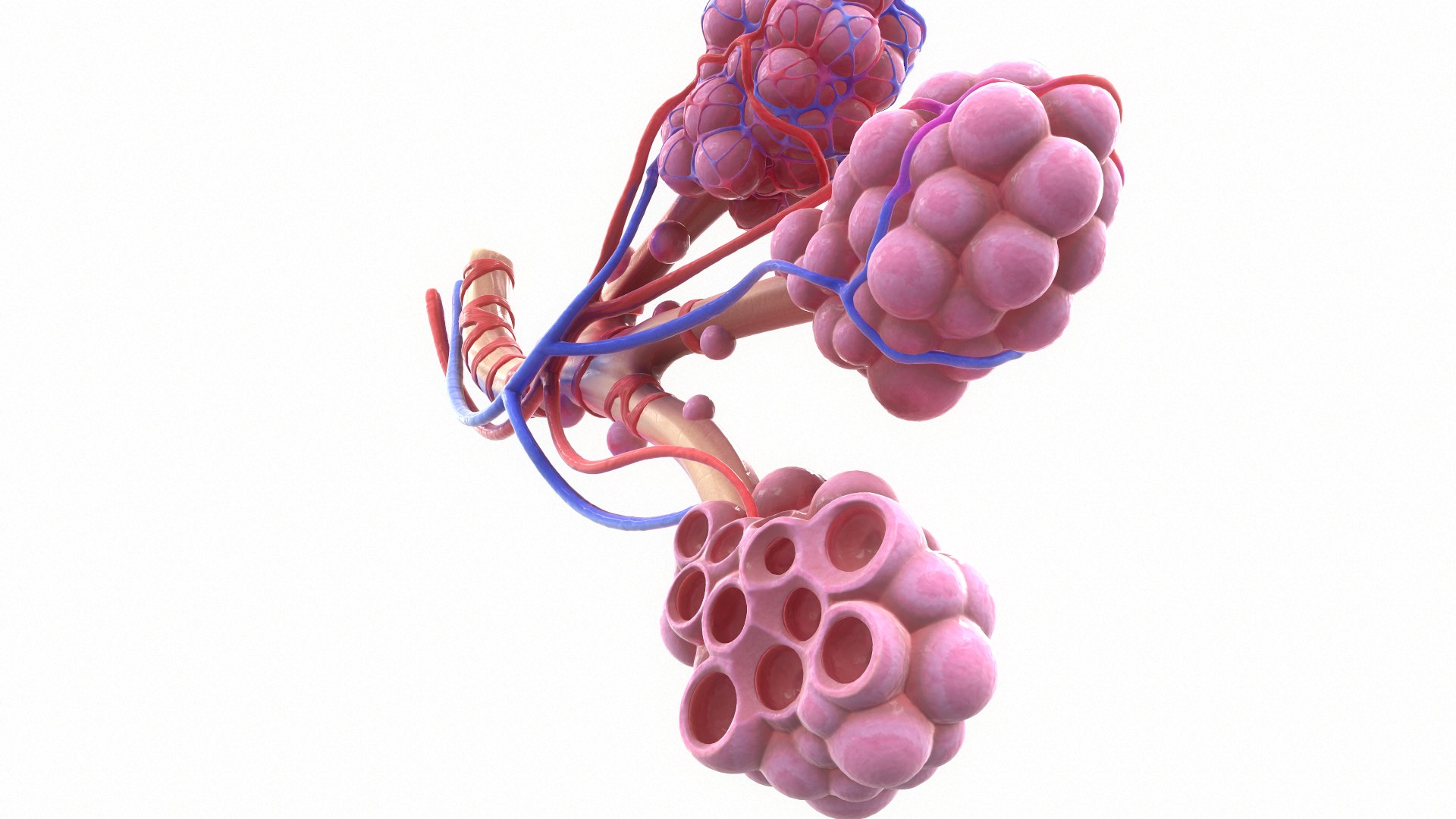 3D Realistic Human Bronchi Alveoli Model - TurboSquid 1499686