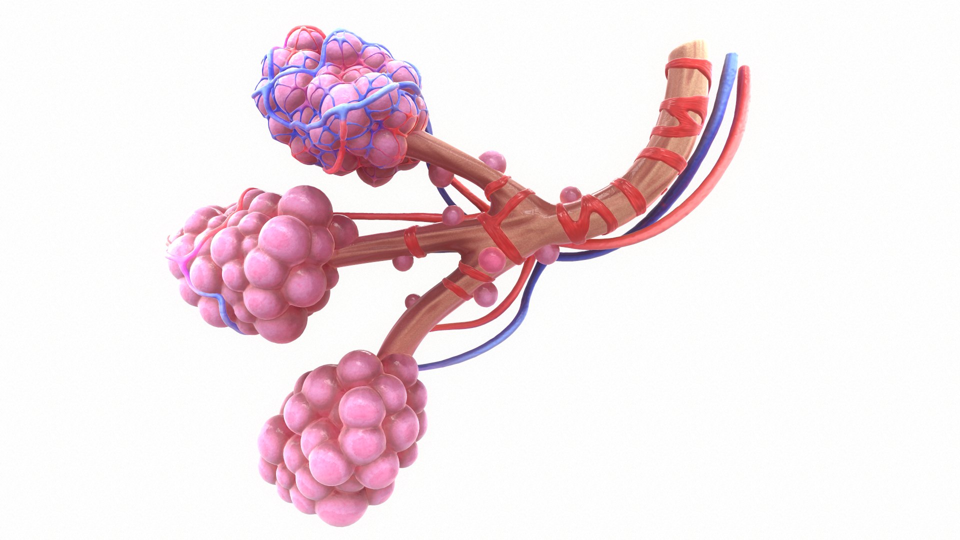 3D Realistic Human Bronchi Alveoli Model - TurboSquid 1499686