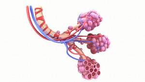 3D realistic human bronchi alveoli model
