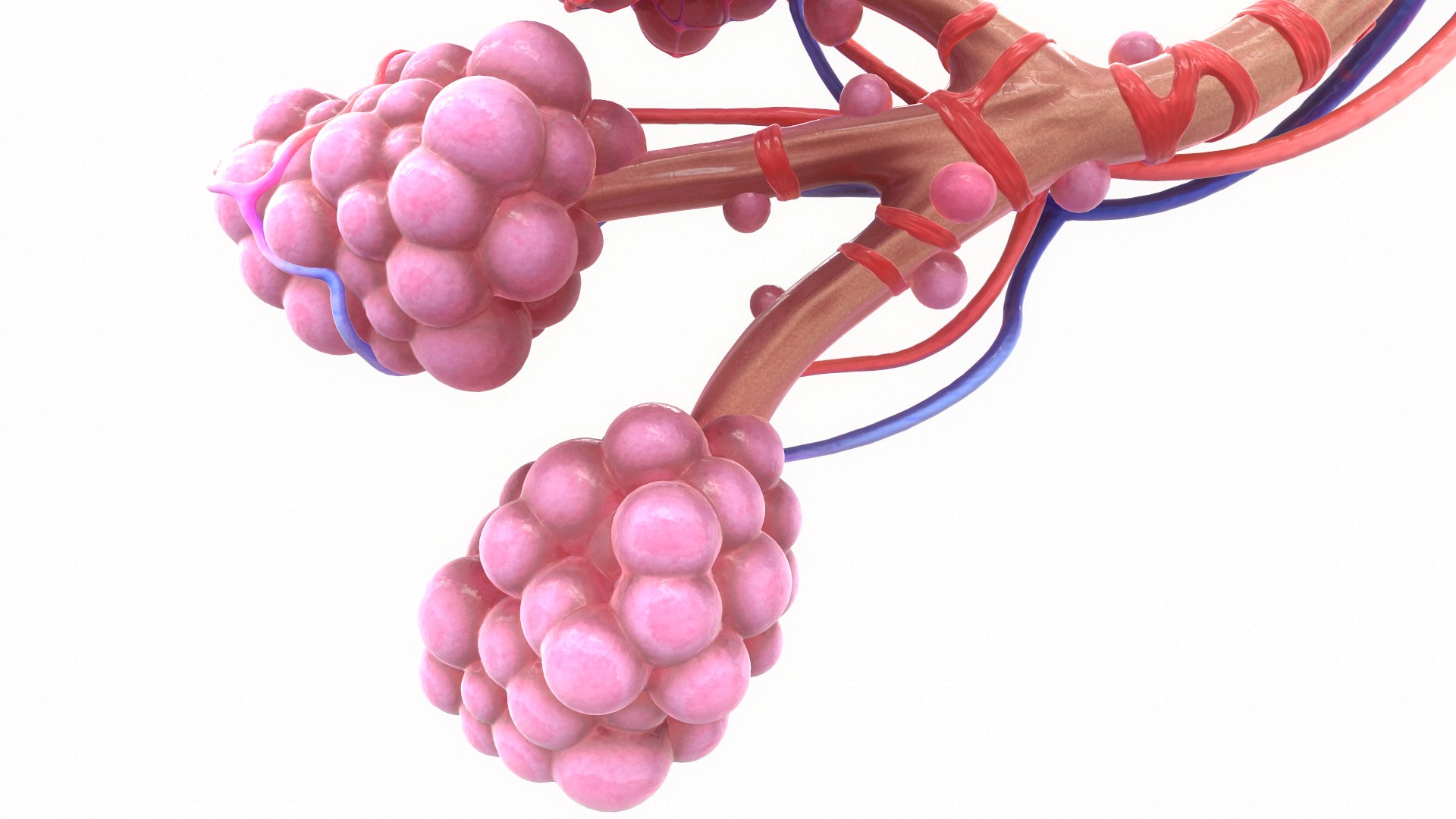 3D Realistic Human Bronchi Alveoli Model - TurboSquid 1499686