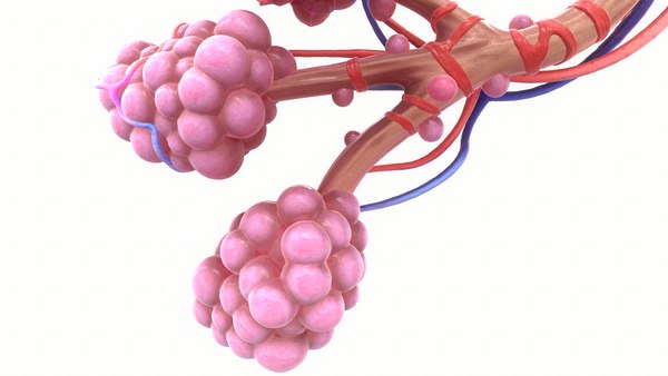 3D realistic human bronchi alveoli model - TurboSquid 1499686