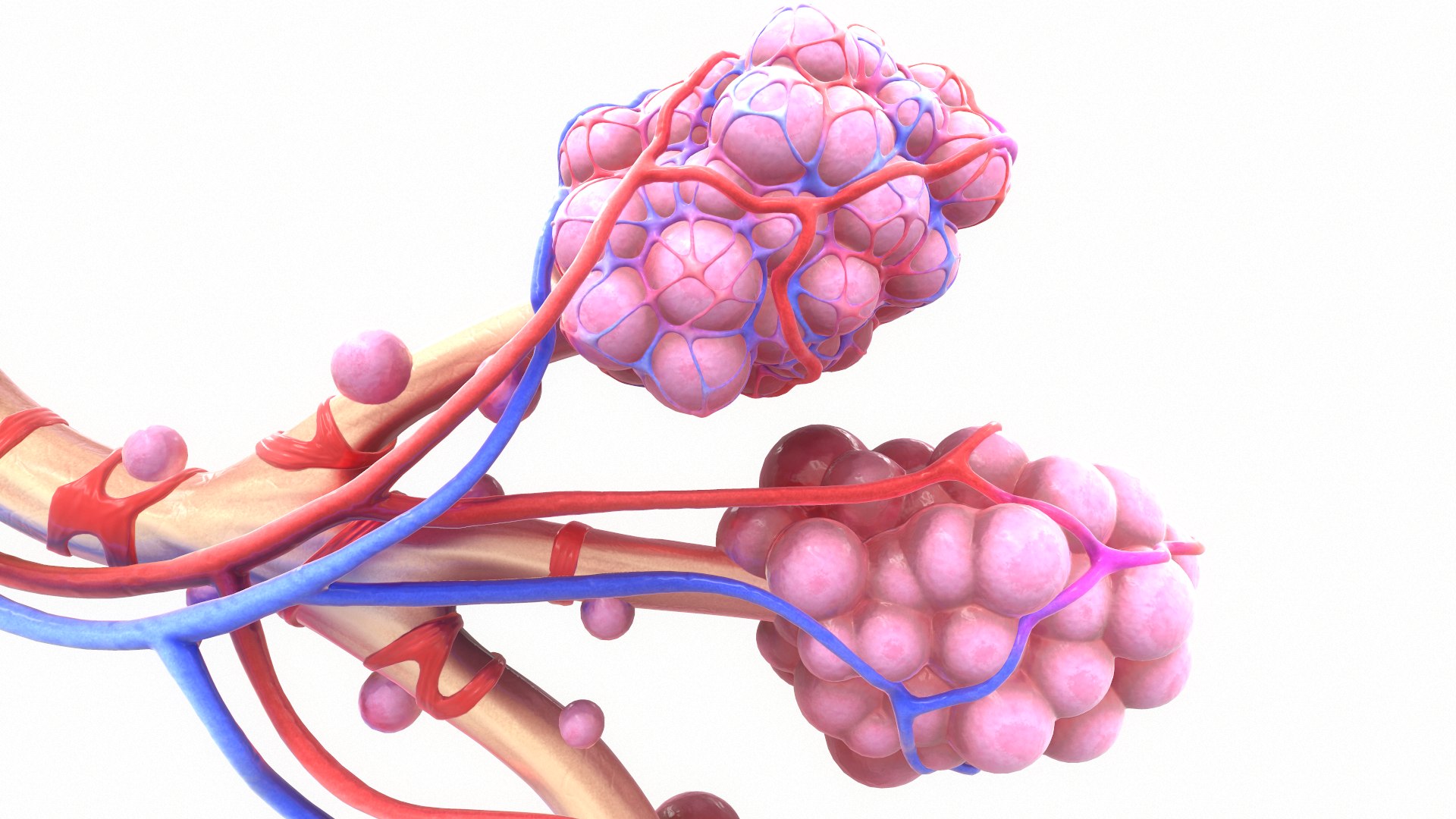 3D Realistic Human Bronchi Alveoli Model - TurboSquid 1499686