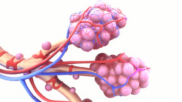 3D realistic human bronchi alveoli model - TurboSquid 1499686