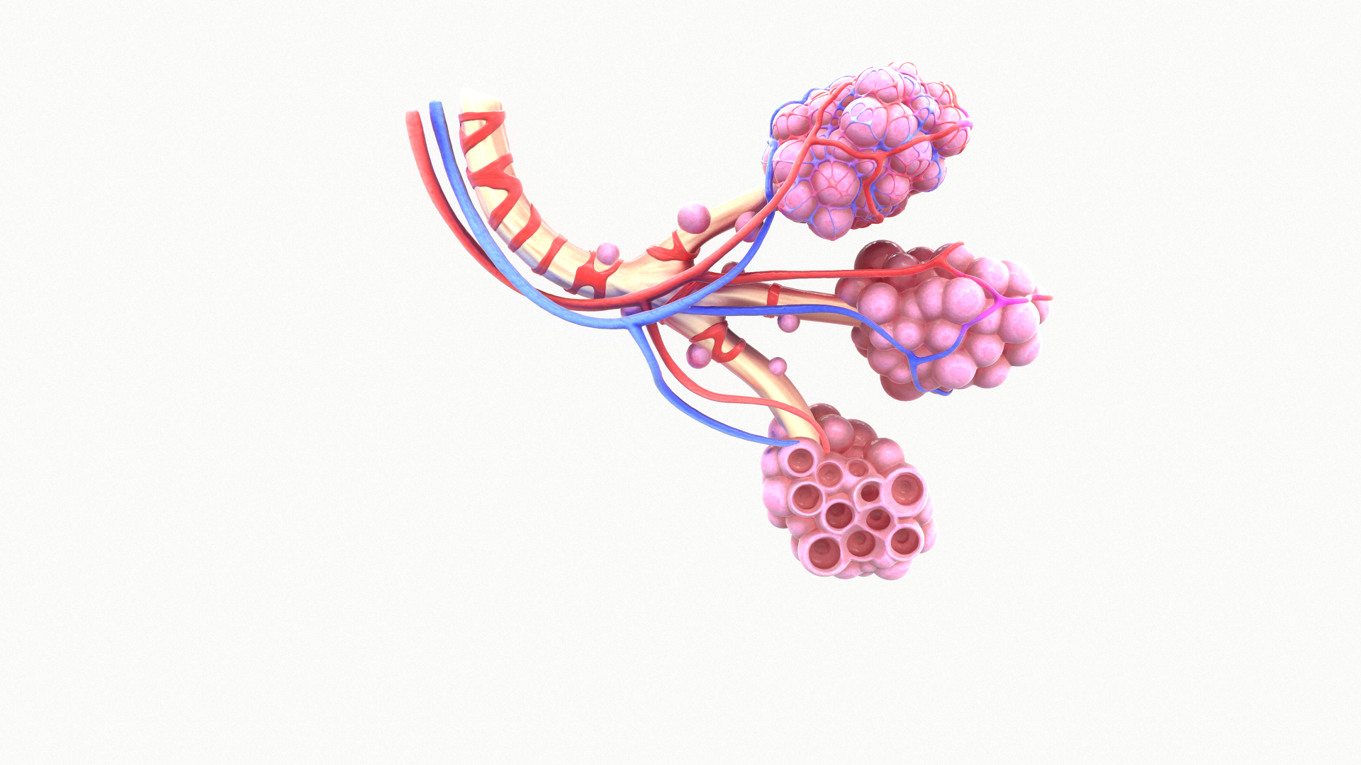 3D Realistic Human Bronchi Alveoli Model - TurboSquid 1499686