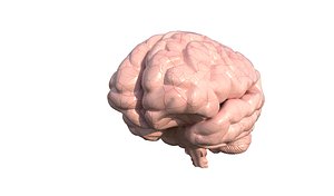 anatomy brain 3D model