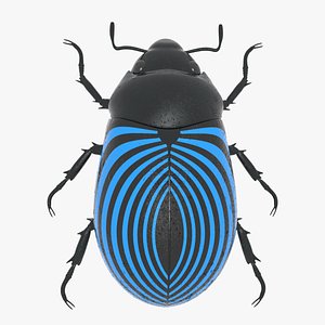 3D scarab beetle