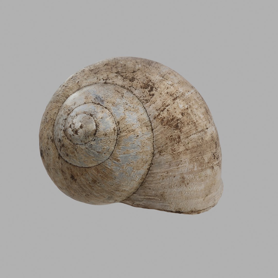 3D snail shell - TurboSquid 1220822