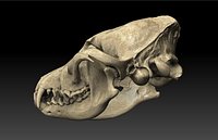 FOX (Vulpes)
