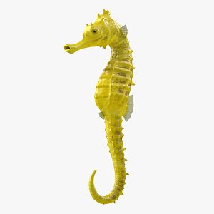 Slender Seahorse Hippocampus Reidi