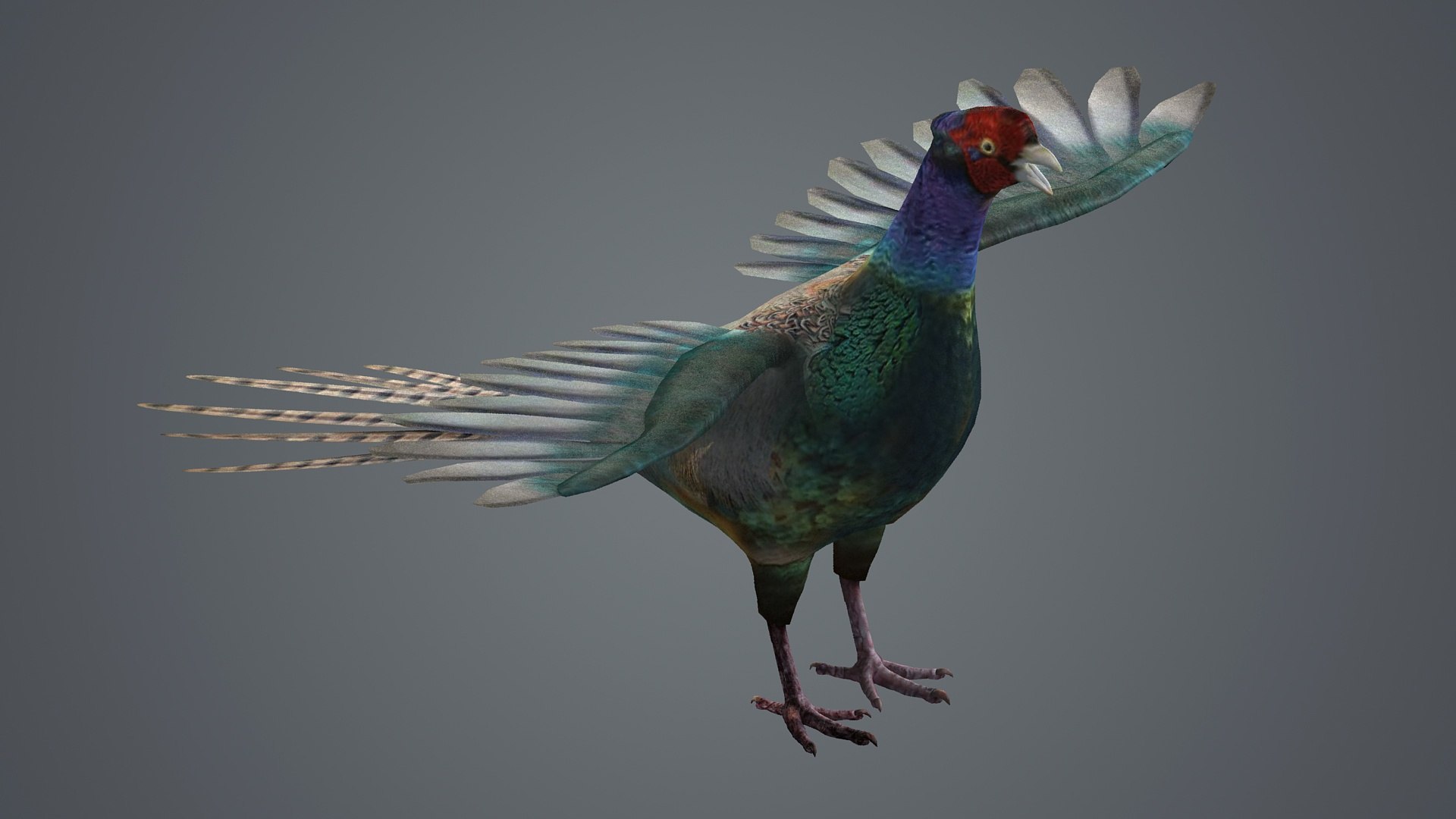 3D pheasant bird feathers feather birds animals nature https://p.turbosquid.com/ts-thumb/J2/5IfWiD/bL/z001/jpg/1713109083/1920x1080/fit_q87/000d8798216a2ee4b859e714042621afd559262d/z001.jpg