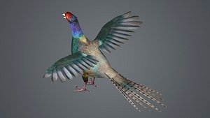 3D pheasant bird feathers feather birds animals nature