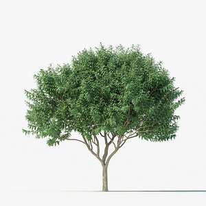 Crape myrtle No 2