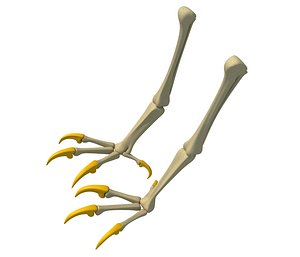 Bald Eagle Claws Skeleton