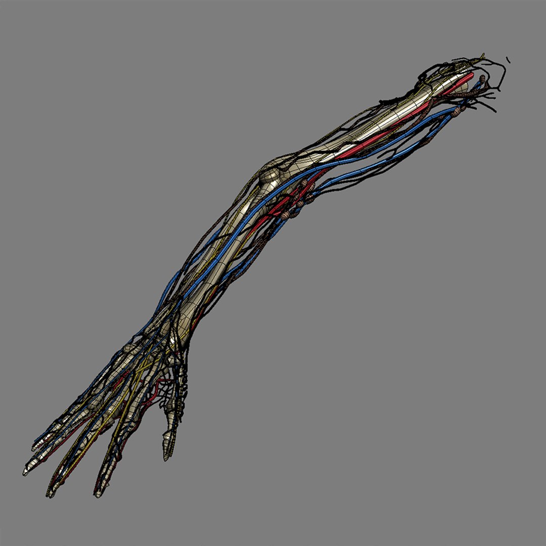 Max Human Male Arm Anatomy