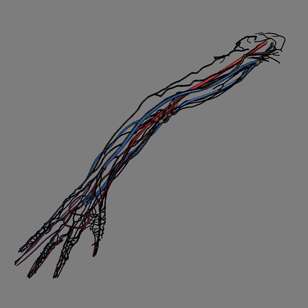 Max Human Male Arm Anatomy