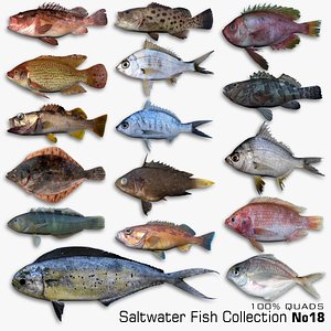 Saltwater Fish Collection 18 3D model