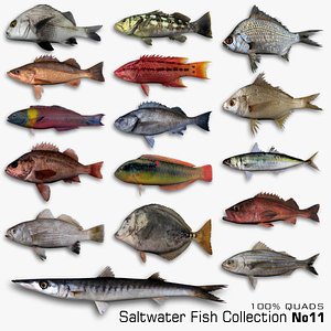 Saltwater Fish Collection 11 model