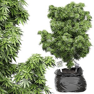 3D cannabis marijuana flora