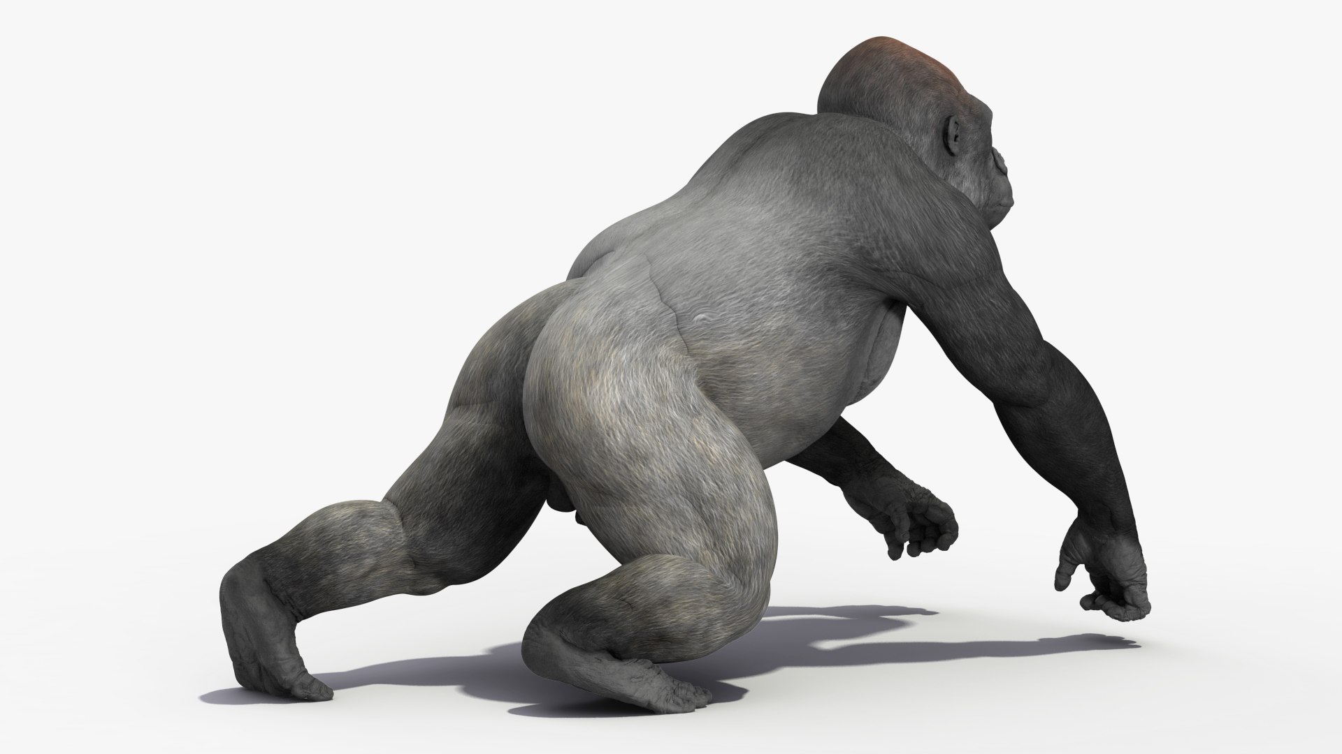 Gorilla Animated Rigged Model - TurboSquid 2293304
