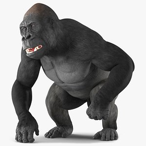 Gorilla Animated Rigged