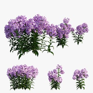 phlox paniculata purple 02 3D model
