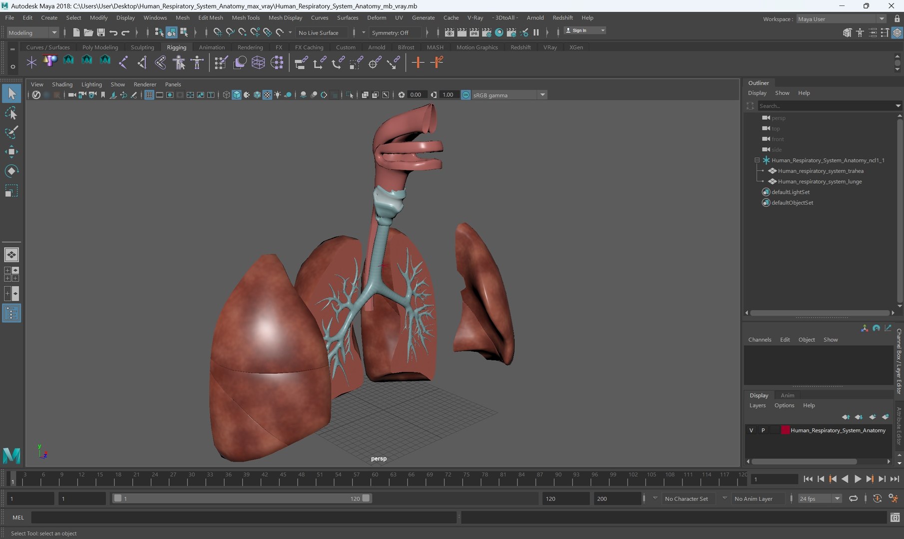Human Respiratory System Anatomy 3D Model - TurboSquid 2387446
