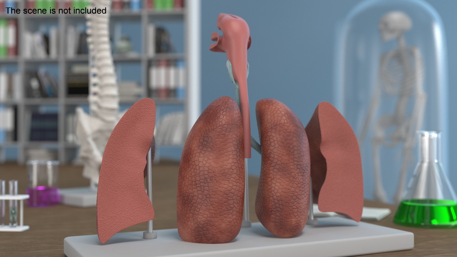 Human Respiratory System Anatomy 3D Model - TurboSquid 2387446