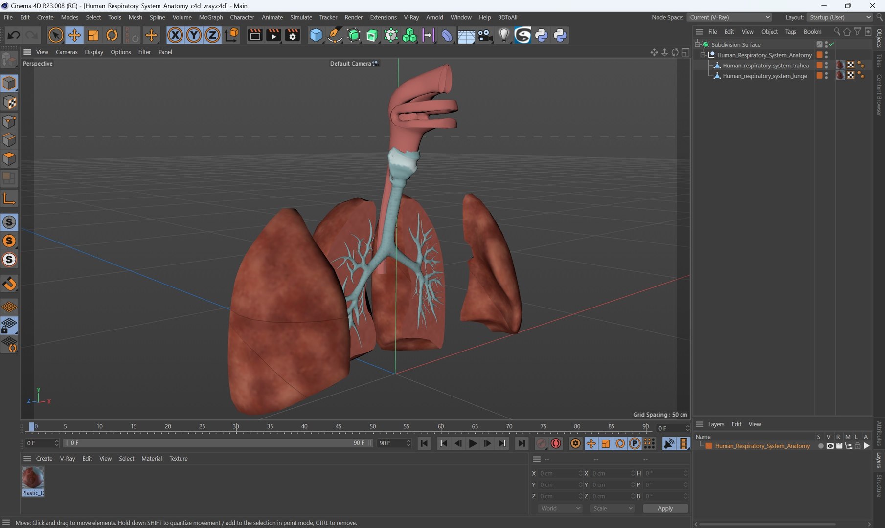 Human Respiratory System Anatomy 3D Model - TurboSquid 2387446