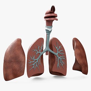 Human Respiratory System Anatomy 3D model