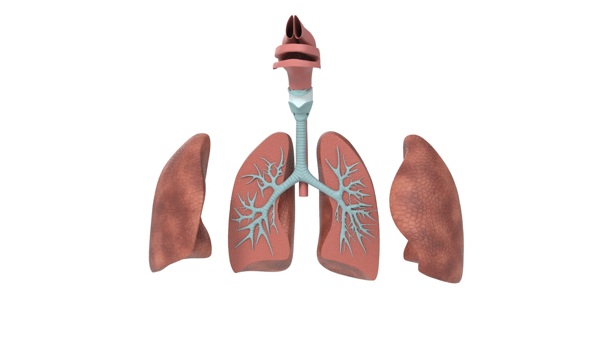 Human Respiratory System Anatomy 3D Model - TurboSquid 2387446
