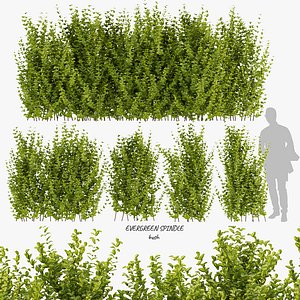 3D Collection plant vol 356 - EVERGREEN - SPINDLE - bush - outdoor  - blender - 3dmax - cinema 4d model