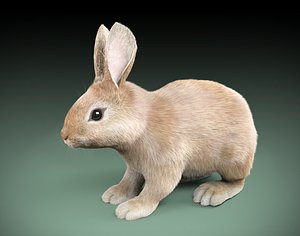 cartoon rabbit 3d model