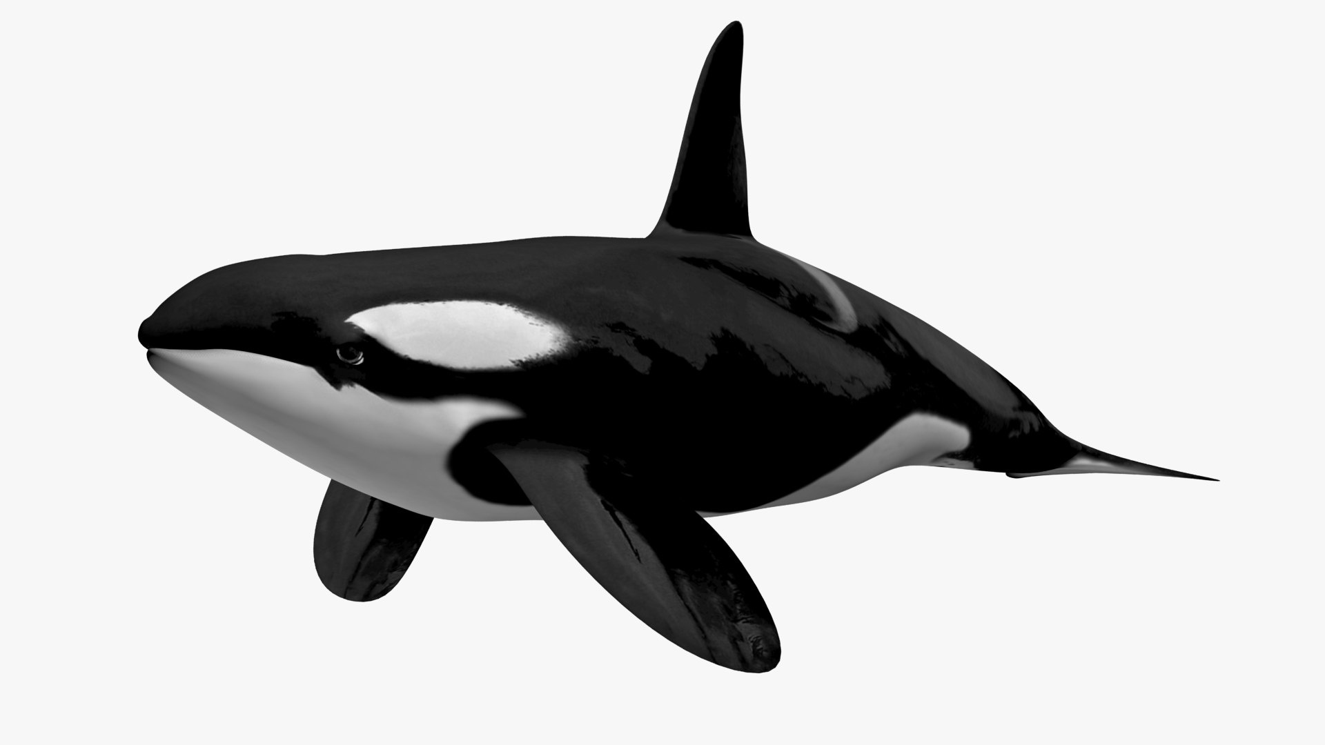 3D model Killer whale https://p.turbosquid.com/ts-thumb/J3/wmCIgG/5O/3/jpg/1634296760/1920x1080/fit_q87/db64484ea8d2bb5f45ab72ca3d5c6be7b9ccbe2c/3.jpg