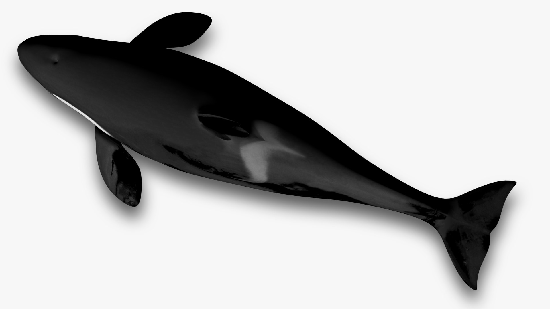 3D model Killer whale https://p.turbosquid.com/ts-thumb/J3/wmCIgG/J6/6/jpg/1634296762/1920x1080/fit_q87/ce463c34d0f5dc0651cd34327027bbd828d71b0c/6.jpg