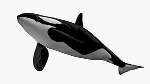 3D model Killer whale