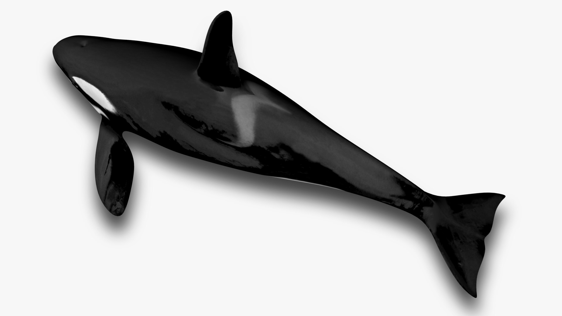 3D model Killer whale https://p.turbosquid.com/ts-thumb/J3/wmCIgG/jd/5/jpg/1634296761/1920x1080/fit_q87/bf2ff1483bbb881c456dd61ffe331616335ec38b/5.jpg