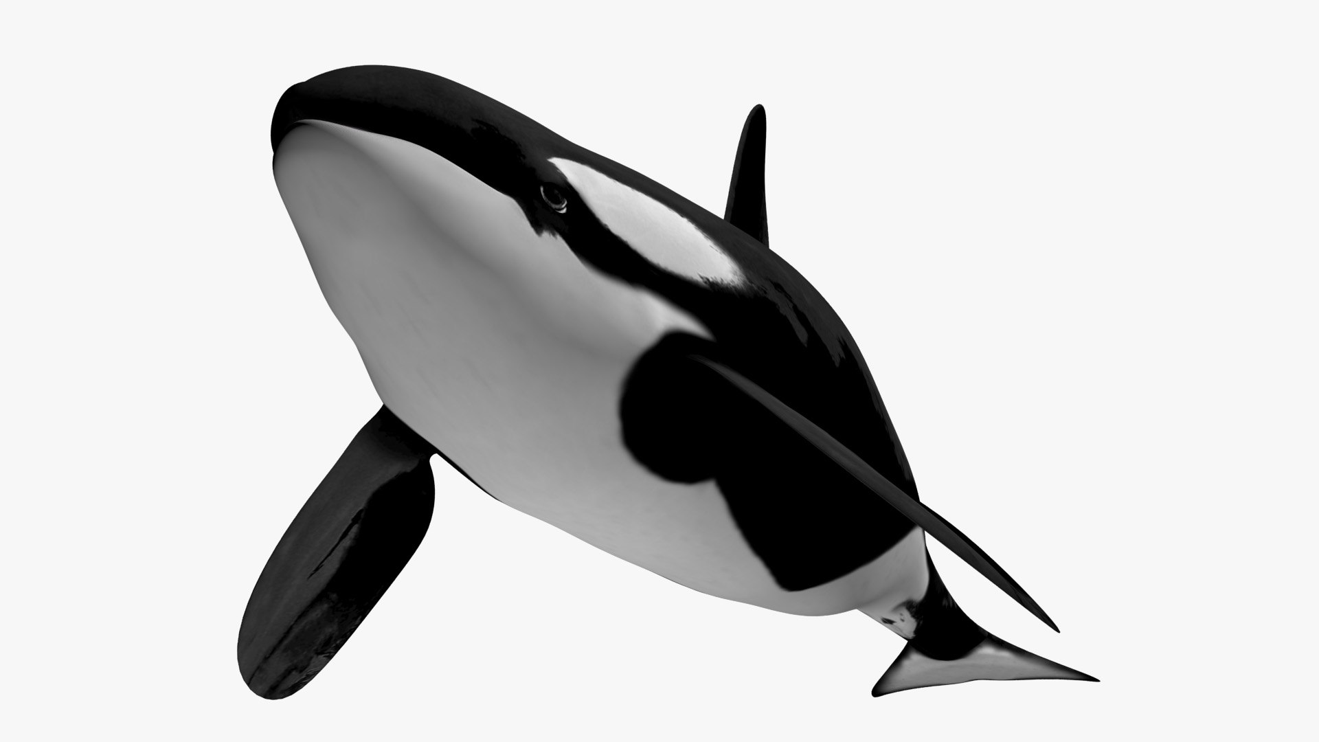 3D model Killer whale https://p.turbosquid.com/ts-thumb/J3/wmCIgG/n1/9/jpg/1634296762/1920x1080/fit_q87/d44289b7665178ada67c09c58856a575f1a163c1/9.jpg