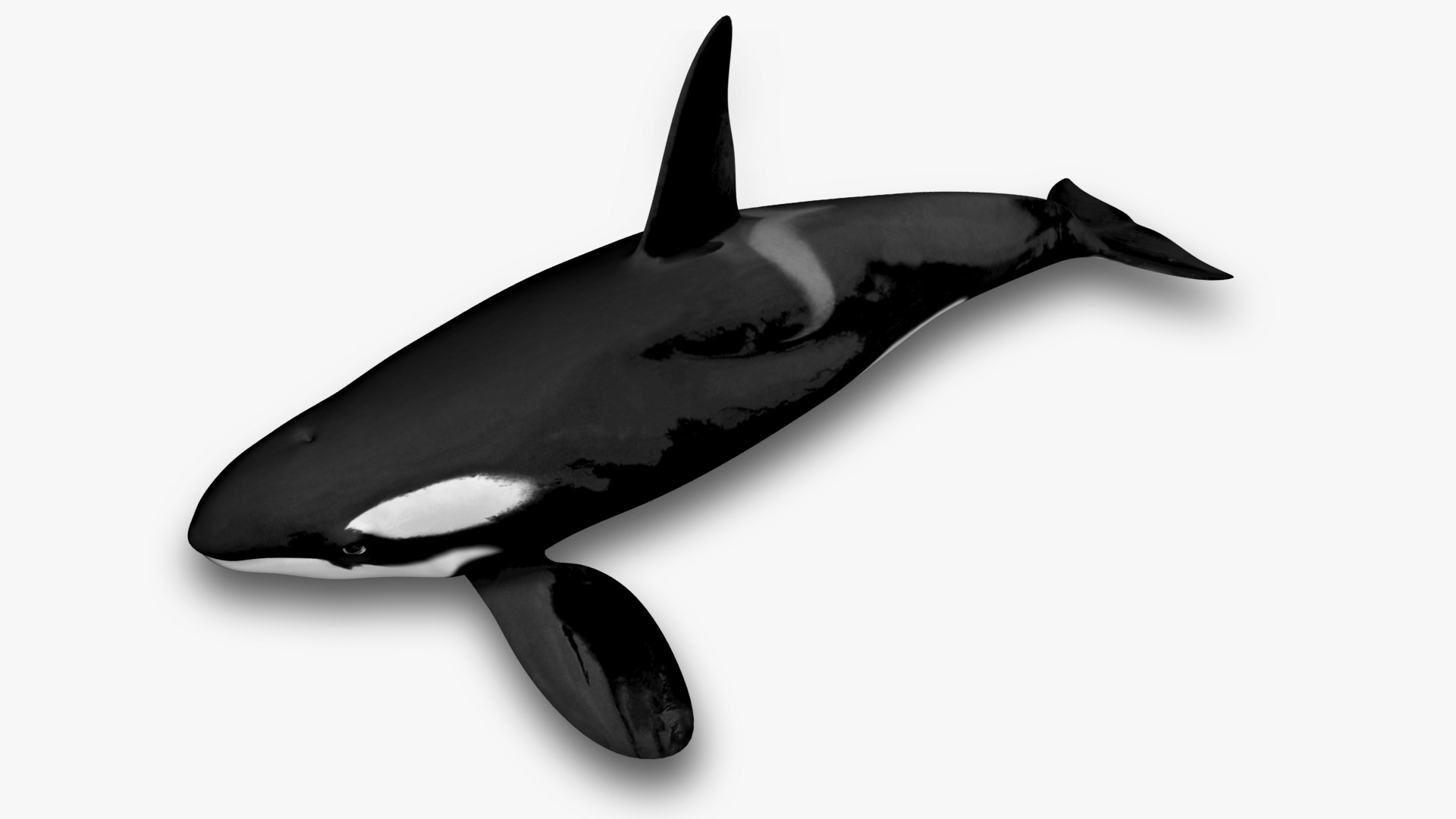 3D model Killer whale https://p.turbosquid.com/ts-thumb/J3/wmCIgG/sm/4/jpg/1634296761/1920x1080/fit_q87/4e551dfde4c2668c63683ac27db2e786022c36ca/4.jpg